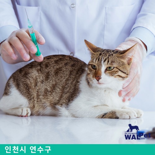 강아지 · 고양이 예방접종 [포시즌 동물병원]