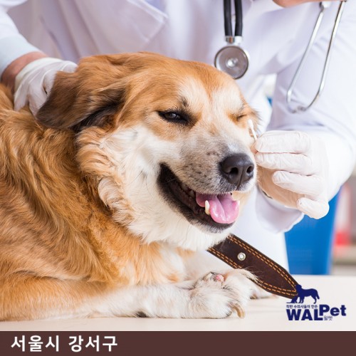 강아지 · 고양이 외의도염 치료(귀치료) [굿모닝 동물병원]