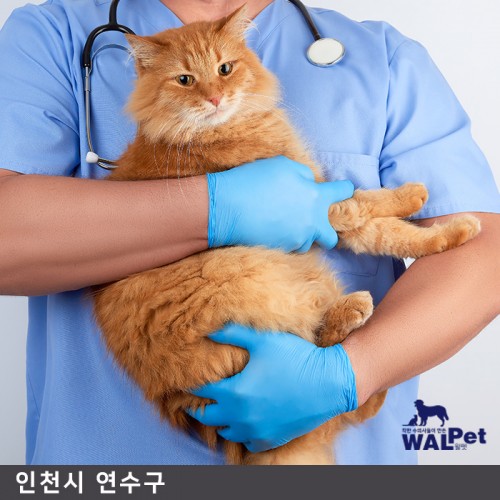 강아지 · 고양이 유선종양 제거 수술 [포시즌 동물병원]