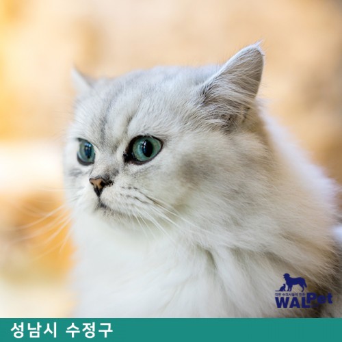 강아지·고양이 기초예방접종 [모아 동물병원]