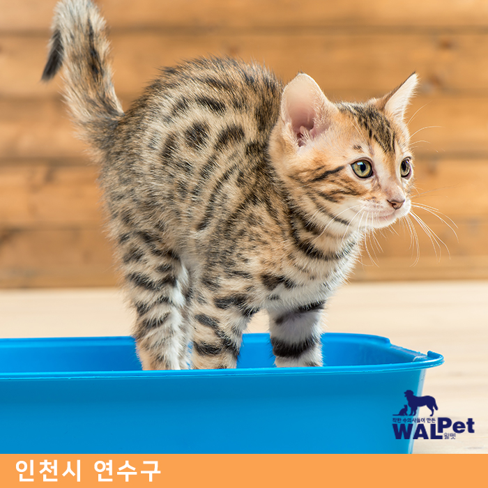 강아지 · 고양이 항문낭 제거 수술 [포시즌 동물병원]