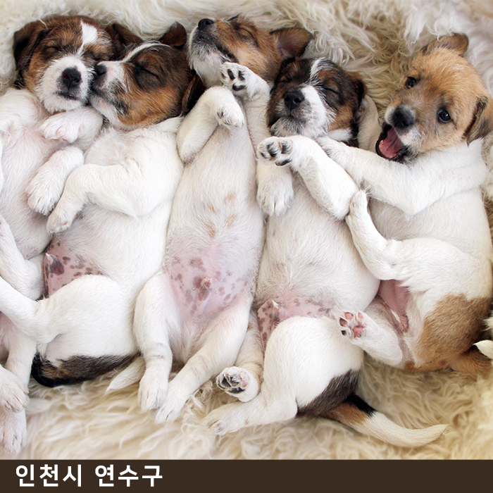 강아지 · 고양이 제왕절개 [포시즌 동물병원]