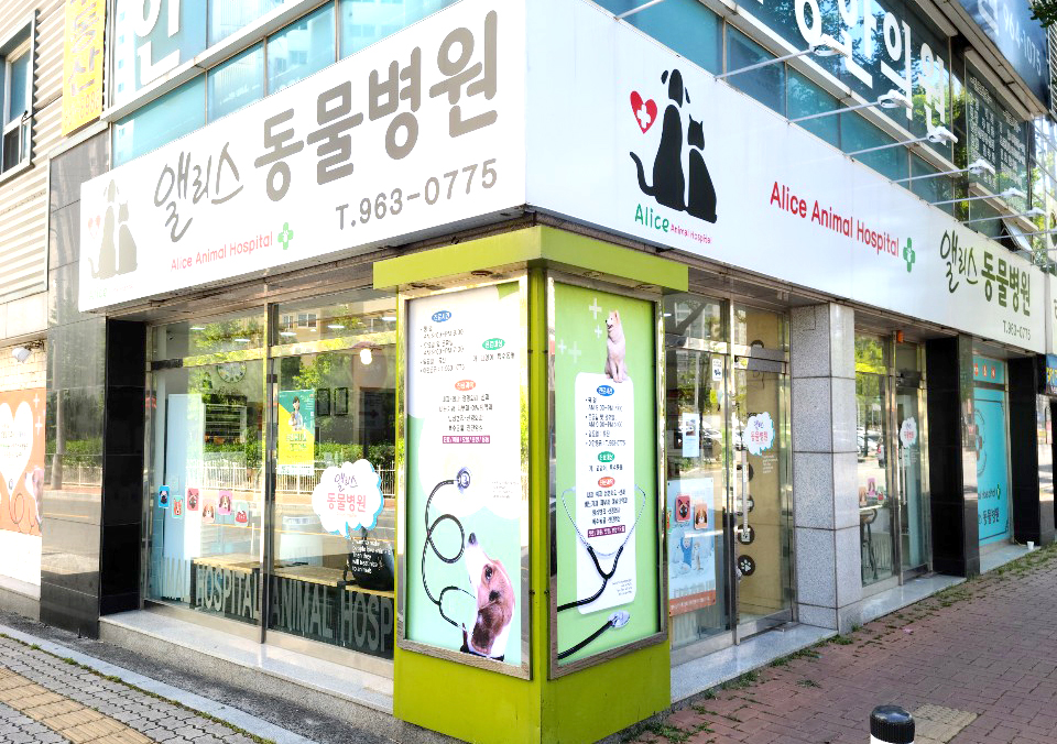 강아지 · 고양이 중성화 수술 [앨리스 동물병원 신서점]