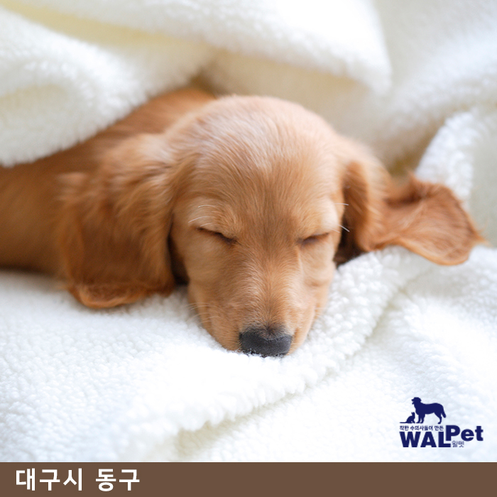 강아지 · 고양이 중성화 수술 [앨리스 동물병원 신서점]