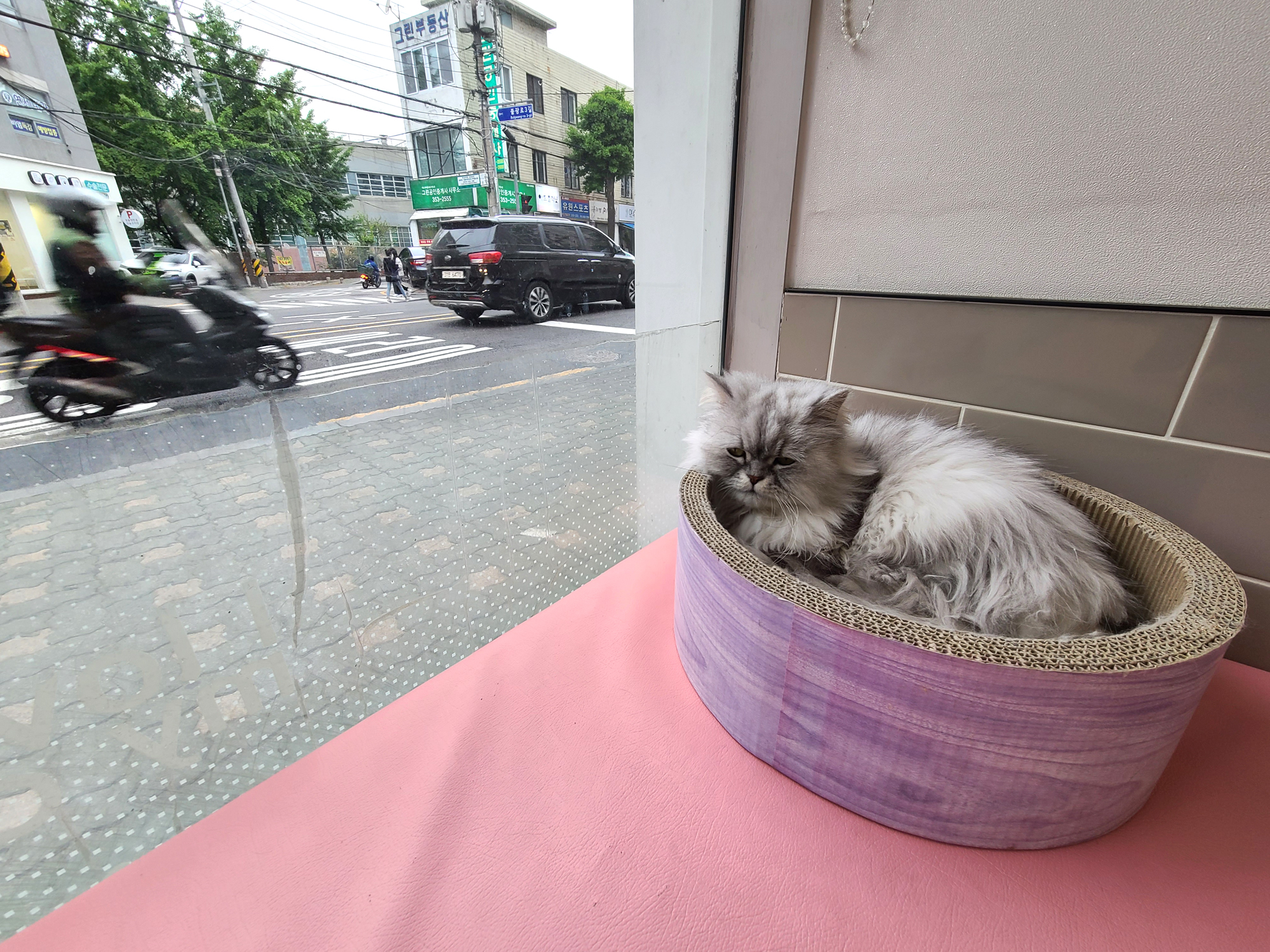 강아지 · 고양이 항문낭 제거수술 [다루동물병원]