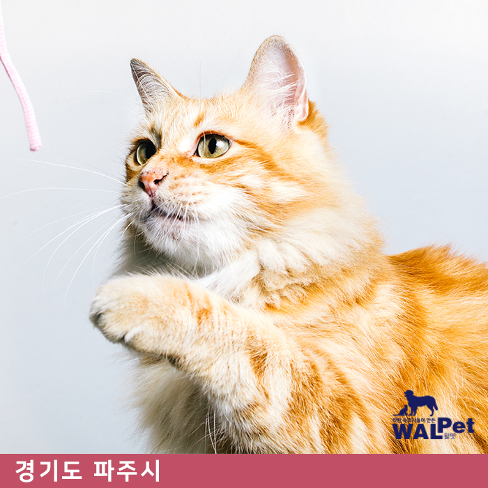 강아지·고양이 유선종양 제거수술 [에덴동물의료센터]